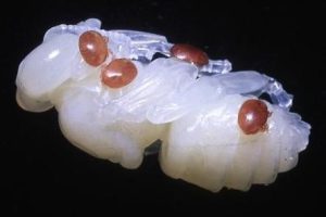 Nấm có thể cứu đàn ong
